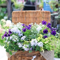 自分で植える花苗セット　エレガントブルー