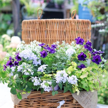 自分で植える花苗セット　エレガントブルー