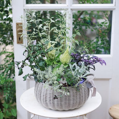 自分で植える花苗セット　秋のシックカラー