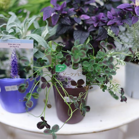 自分で植える花苗セット　秋のシックカラー