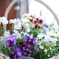 バスケットと春の花苗セレクション　ベラボン付