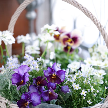 バスケットと春の花苗セレクション　ベラボン付