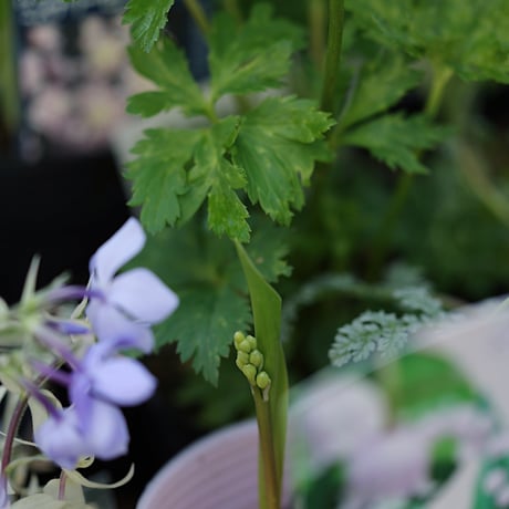 季節を楽しむ植え込み用花苗セット