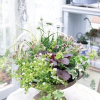 初夏の花苗セット　ペチュニアさくらクルール