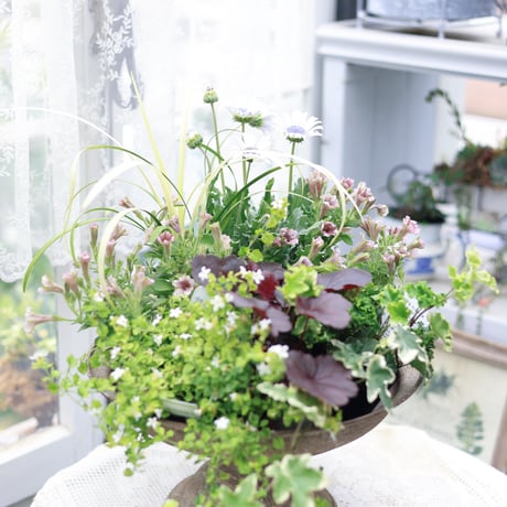 初夏の花苗セット　ペチュニアさくらクルール