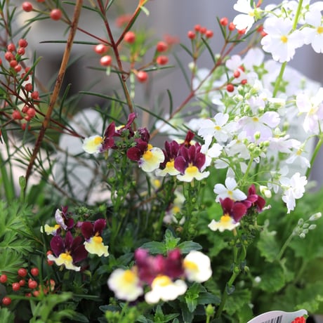 早春の花苗セット　レッド