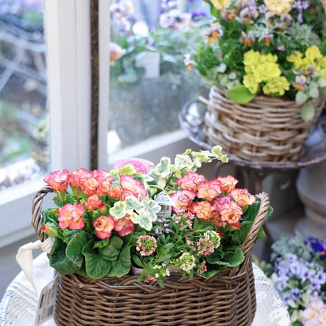自分で植えるジュリアンバスケット
