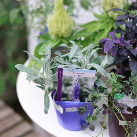 自分で植える花苗セット　秋のシックカラー
