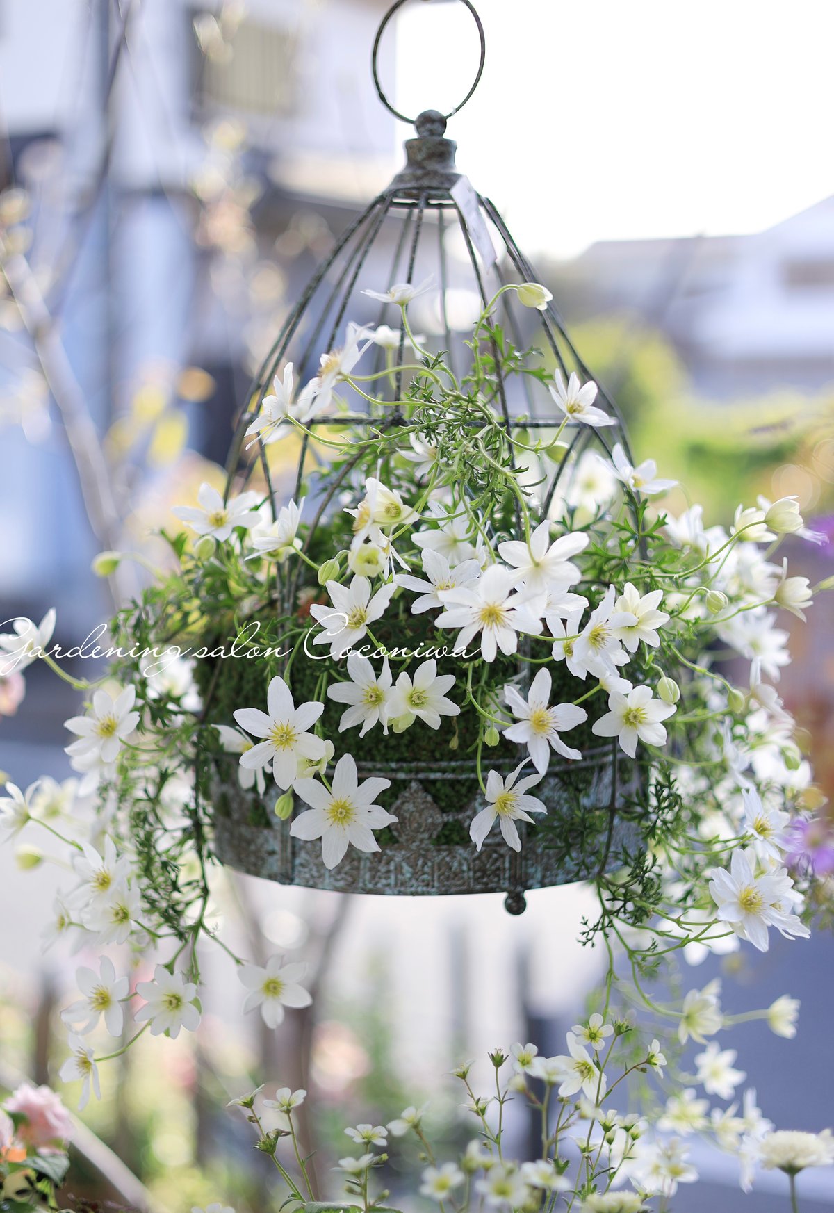 クレこり 切れる？】クレハ「シーガーPEX8」のインプレ。ハリがあって