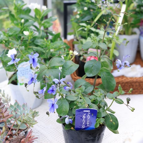 夏の花苗セット　クレロデンドルム