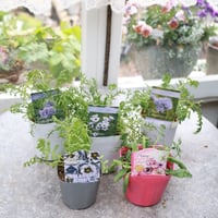初夏のガーデン植え込み苗おすすめセットC