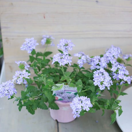 自分で植える　花苗エキナセアセット