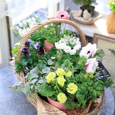春の花苗セット　アネモネ＆ジュリアン