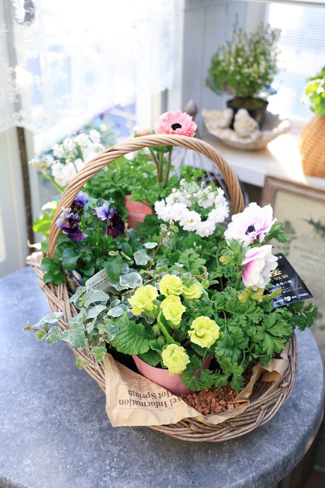 春の花苗セット アネモネ＆ジュリアン | coconiwa