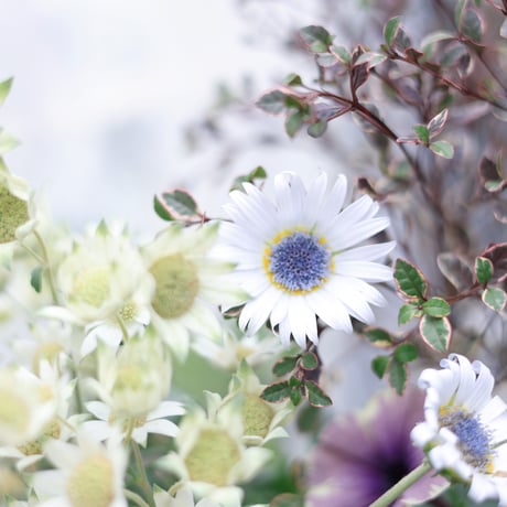 初夏の花苗セット　ペチュニアベールモーヴシルバー