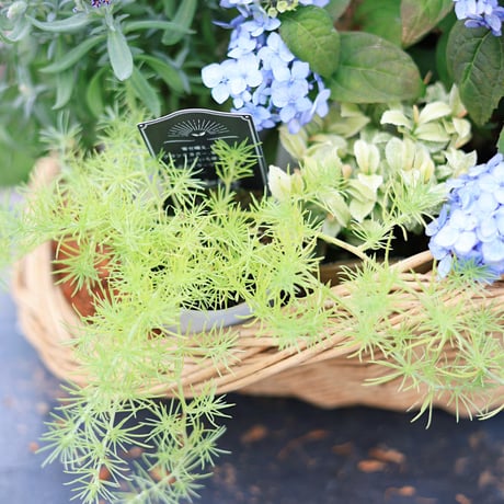 自分で植える花苗セット/ヤマアジサイ津江のこでまり