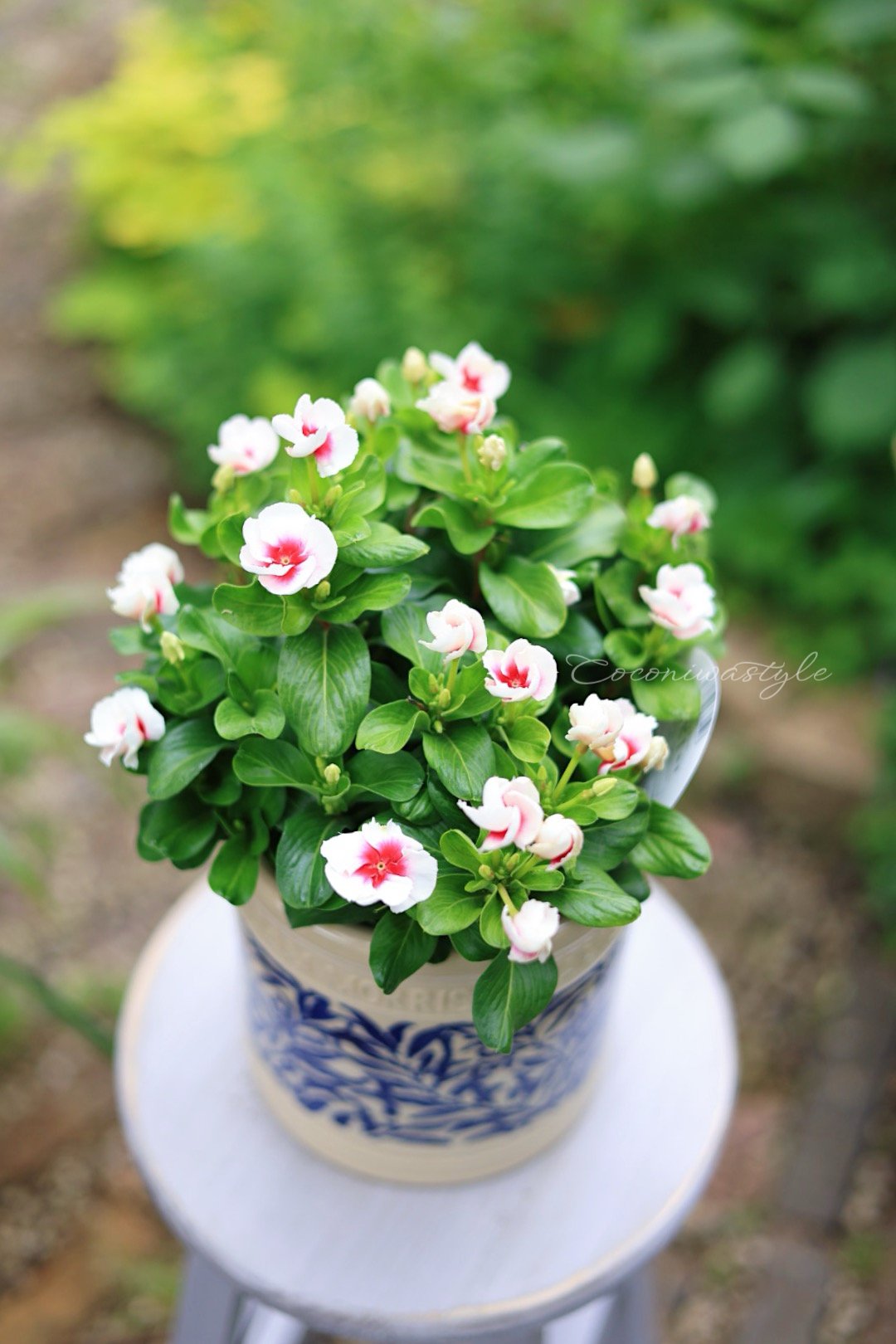 ウィリアムモリス リーフシリンダー24cm 植木鉢 楽天市場】ウイリアムモリス William Morris リーフシリンダー