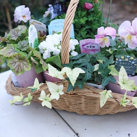 プリンセスKEIKOピンク＆ホワイトの花苗セット