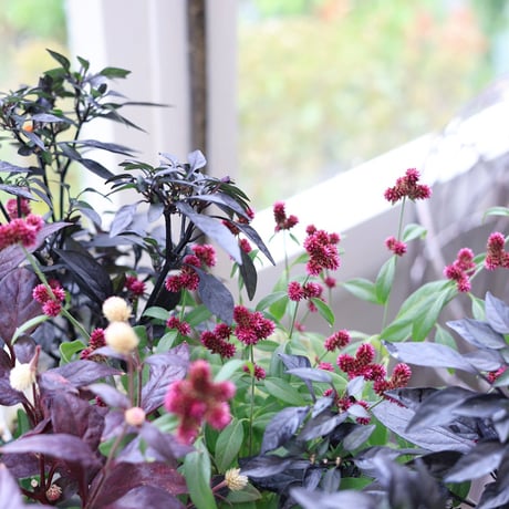 自分で植える花苗セット　シックビオラ