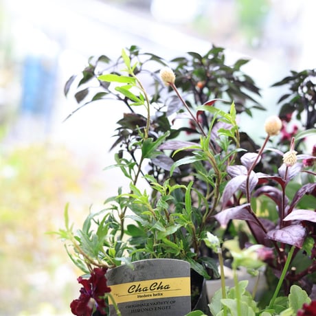 自分で植える花苗セット　シックビオラ