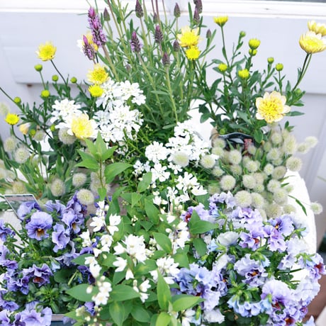 春の花苗セット　ブルー＆イエロー