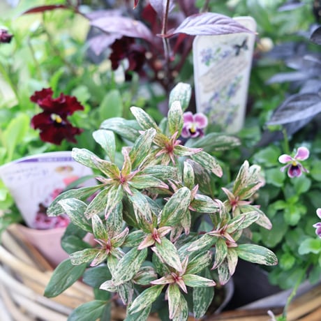 自分で植える花苗セット　シックビオラ
