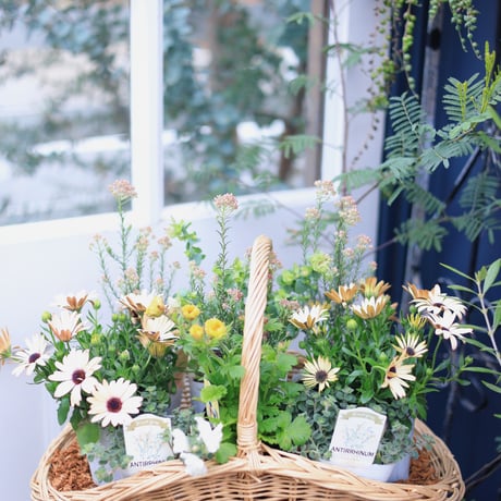 自分で植える花苗セット　ベージュピンク