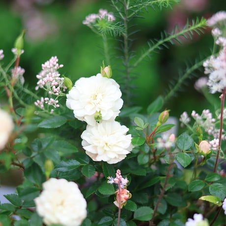 自分で植える花苗セット　ホワイト&グリーン