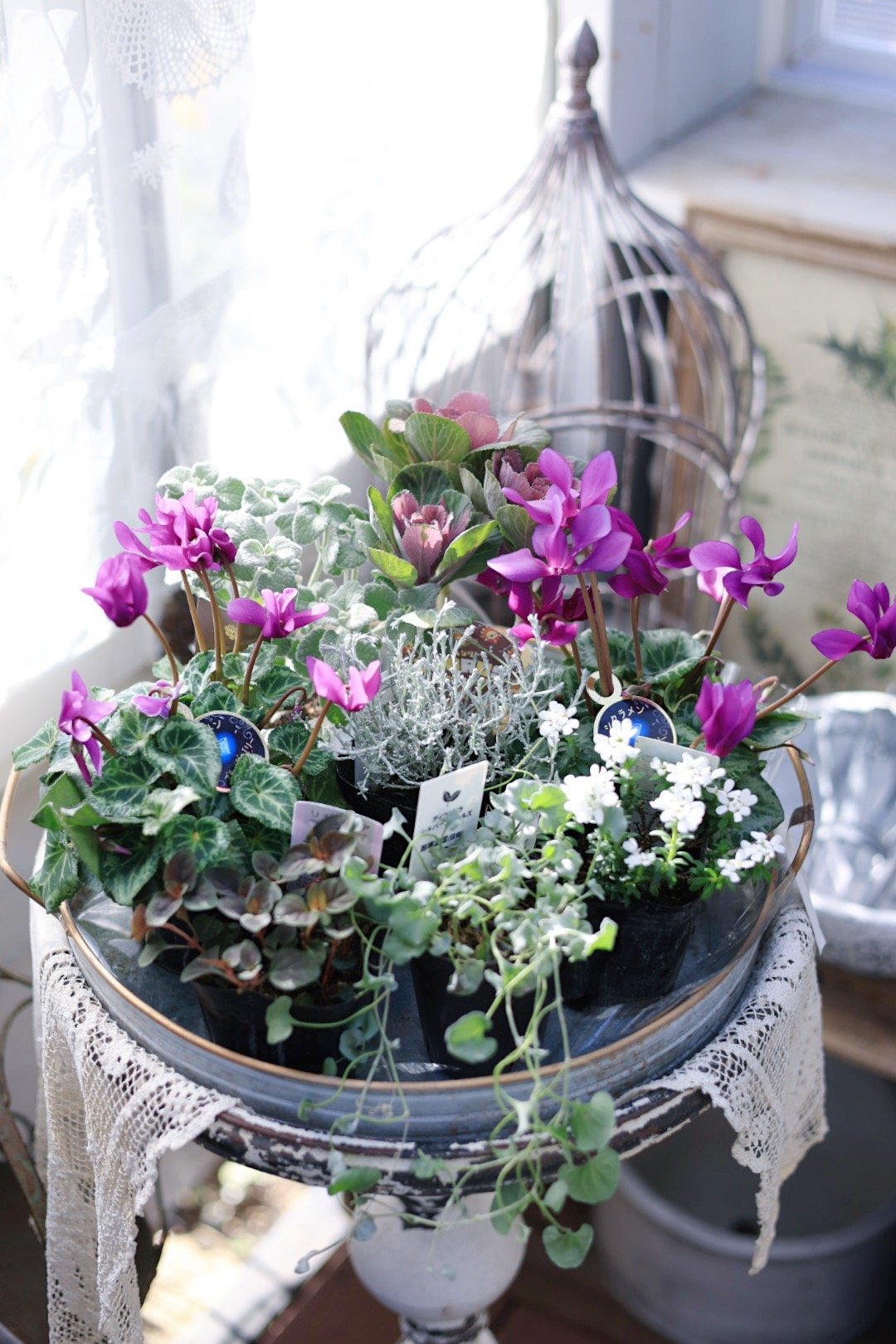 シクラメン ブルージュエリーシリーズとシルバーリーフの花苗セット