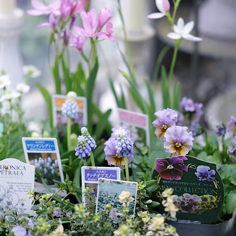 球根植物を楽しむ春の花苗セレクション𓂂𓏸 𓂃