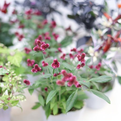 自分で植える花苗セット　シクラメンアレンジホワイトver.ラタンバスケット付き