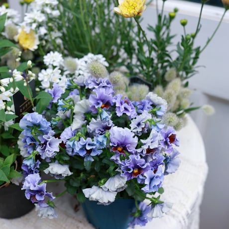 春の花苗セット　ブルー＆イエロー
