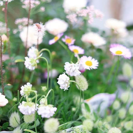 自分で植える花苗セット　ホワイト&グリーン