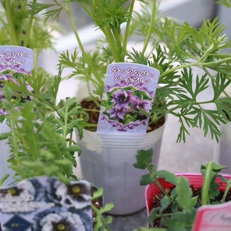 初夏のガーデン植え込み苗おすすめセットA