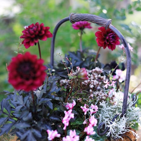 自分で植えるダークシック花苗セット