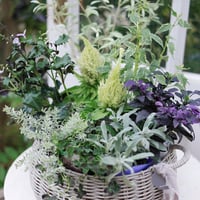 自分で植える花苗セット　秋のシックカラー