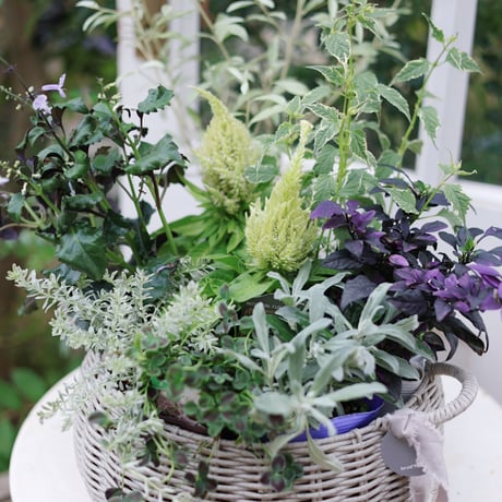 自分で植える花苗セット　秋のシックカラー