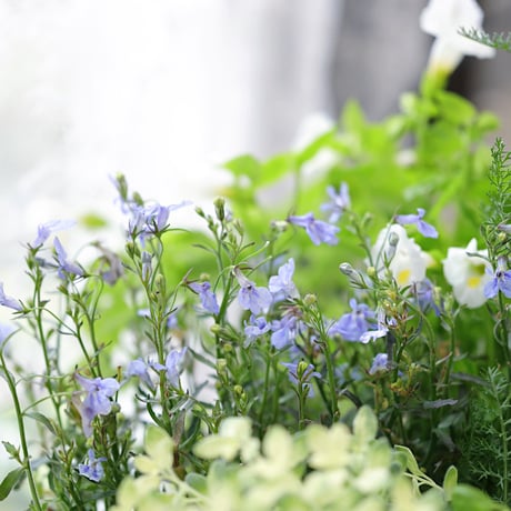 夏の花苗セット