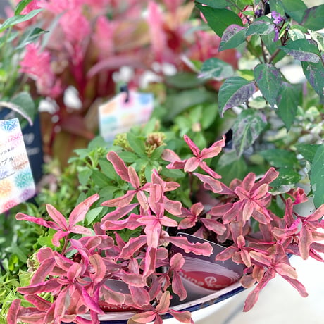 自分で植える花苗セット秋色ピンク