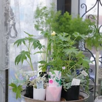 季節を楽しむ植え込み用花苗セット
