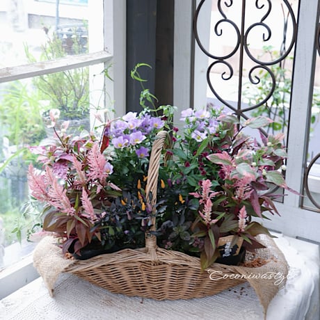 花苗セット　秋のシックカラー
