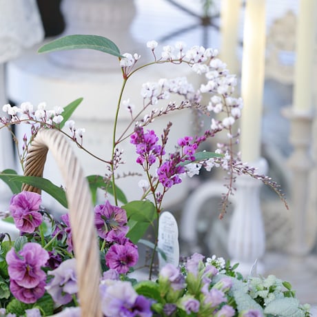 春の花苗セレクション ブルー
