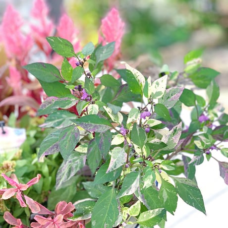 自分で植える花苗セット秋色ピンク