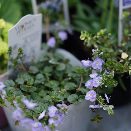 球根植物を楽しむ春の花苗セレクション𓂂𓏸 𓂃