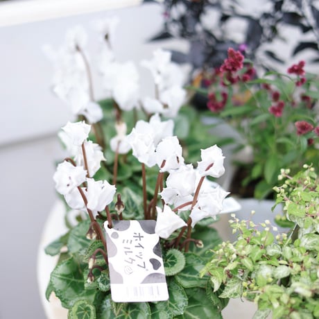 自分で植える花苗セット　シクラメンアレンジホワイトver.ラタンバスケット付き