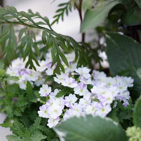ガーデンカラーブラック＆紫陽花のシック花苗セット