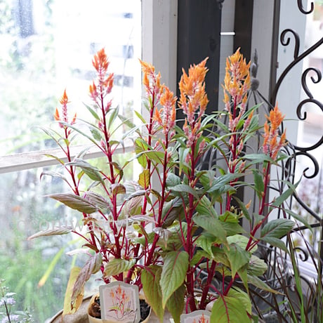 ケイトウコリーと秋の花苗セット