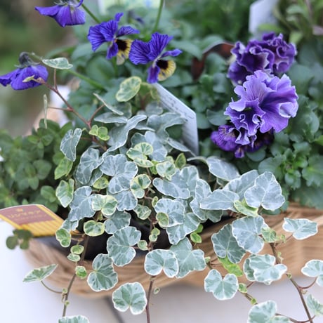 ドラキュラブルーの花苗セット