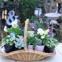 女性育種家の宮崎ビオライエロー＆ホワイト花苗セット