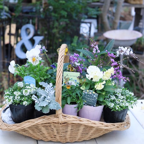 女性育種家の宮崎ビオライエロー＆ホワイト花苗セット